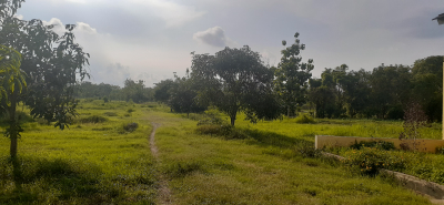 foto posisi tengah perumahan MANGO GARDEN