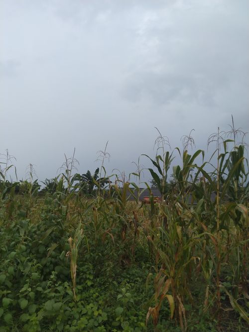 foto posisi tengah perumahan PESONA INDAH