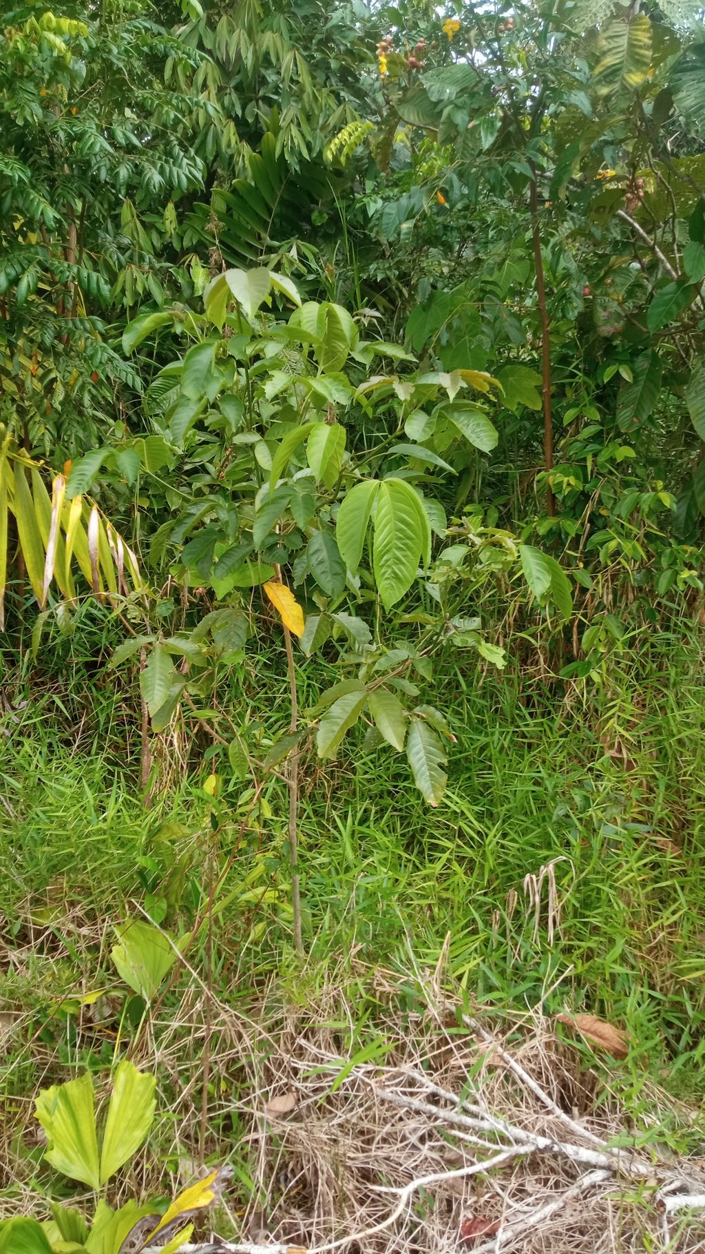foto contoh rumah perumahan RINDANG ALAM III LANJUTAN