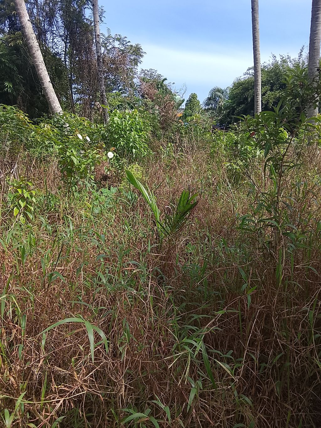 foto contoh rumah perumahan MUTIARA ALAM SEMESTA 3
